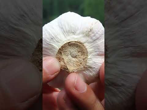 ニンニクの乾燥、ここに注意が必要です 植物