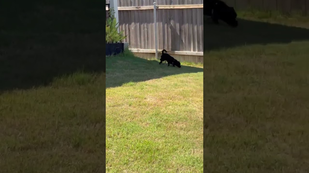 Enlarge Batman, a Adoptable mixed breed in Staten Island , NY video 3/3