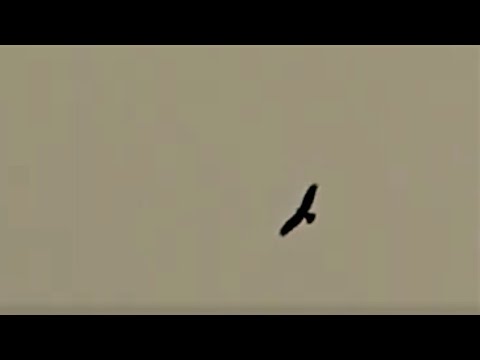 Orao   Krstaš  Let  iznad  Fruške  Gore    17 9 2012