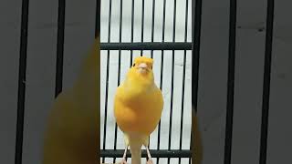 Download lagu suara burung kenari gacor mp3 Download lagu suara burung kenari gacor mp3