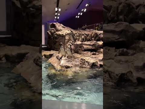 マゼランペンギンについて詳しく解説