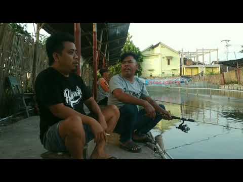 macam-macam-nama-ikan