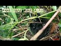 Anak Burung RUAK RUAK Baru Menetas Anak Burung Ruak Ruak Alam