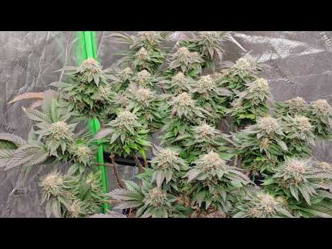 White Widow day 57 flowering