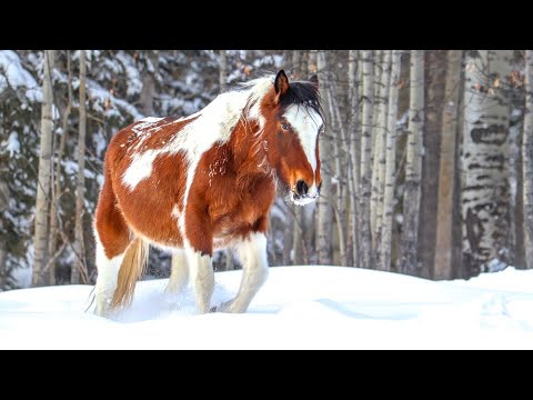 30 Minutes of the Wild Horses of Alberta