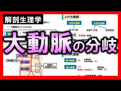 大腿動脈について詳しく解説