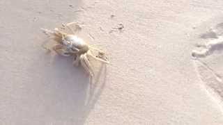 preview picture of video 'Cabo Verde Ghost Crab close up! Funny little guys'