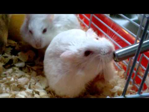 Hanster Xevallos 05 Jaula de la pequeña