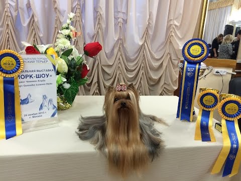 ХIX Speciality show of Russian Yorkshire Terrier Club York Show 2015 Part 2
