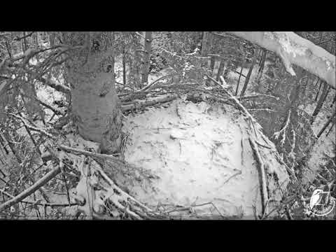 Upis Latvia 2018-02-08  tree creeper 7:59