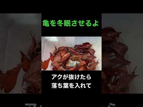 カメが死んだのか、それとも冬眠しているのかをどうやって知ることができますか?