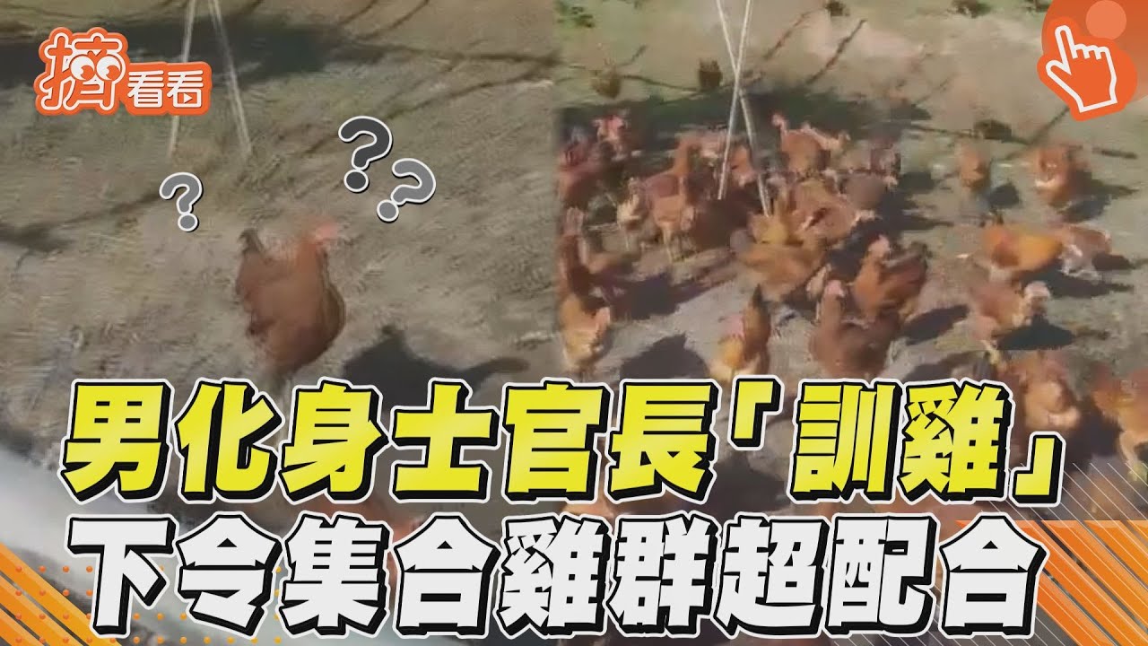 影音／男化身士官長「訓雞」　下令集合雞群超配合