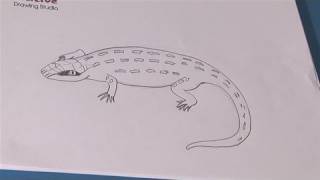 How To Learn Drawing Lizard