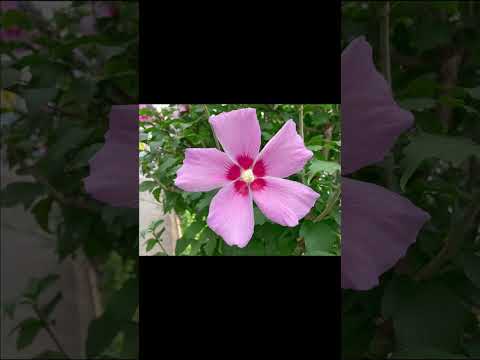 白い花を持つ低木、丈夫で長く開花するミズキコウサ「グレートスター」