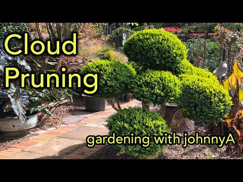 Cloud Pruning Made Easy - Full Demonstration - Japanese 'Niwake' Style Buxus or Boxwood.