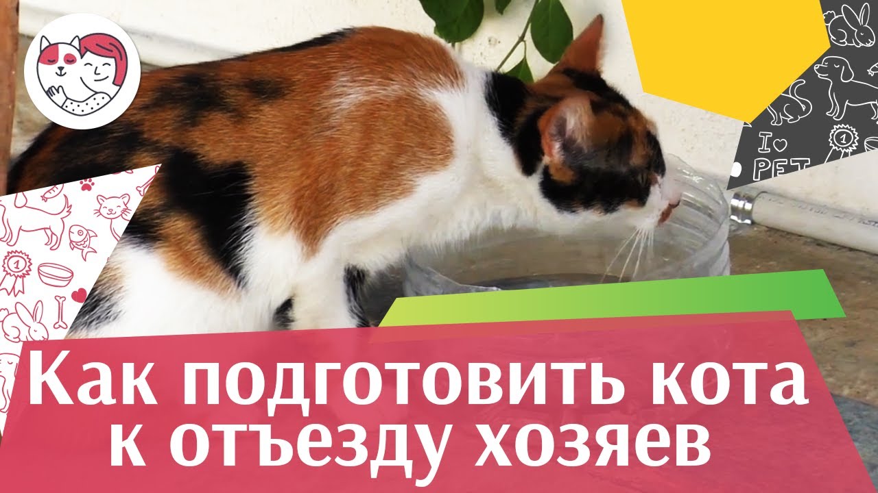 4 совета, как подготовить кошку к отъезду хозяина в отпуск, на ilikepet