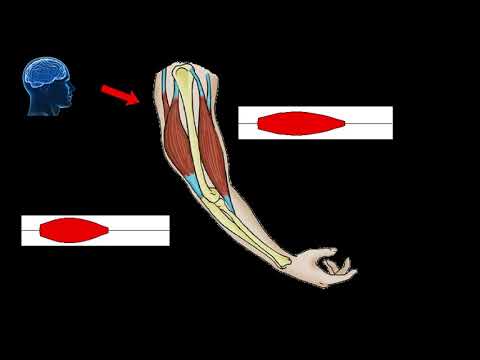 How do the muscles, brain, and bones move our arm?