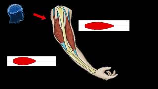How do the muscles, brain, and bones move our arm?