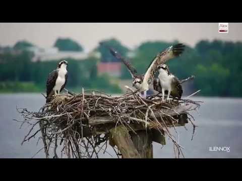 Hilarious! I can fly…almost. Osprey chick's tries to fly