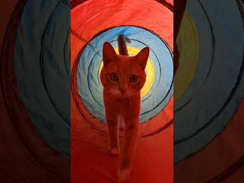 Kona in the tunnel #catsofyoutube #cats #catlover #love #cute #funny #entertainment #play #happy
