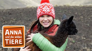Lama & Alpaka - Die Meisterspucker | Reportage für Kinder | Anna und die wilden Tiere