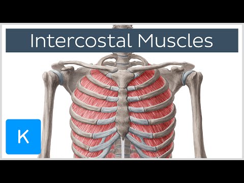 Intercostal Muscles - Function, Area & Course - Human Anatomy | Kenhub