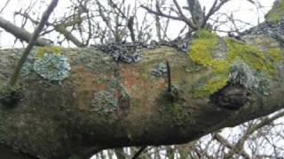 bonnie dobson morning dew