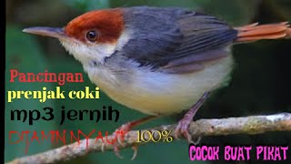 Download lagu Pancingan/pikat prenjak coki  mp3 jernih mp3