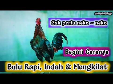 CARA AGAR BULU RAPI, INDAH DAN TERLIHAT MENGKILAP