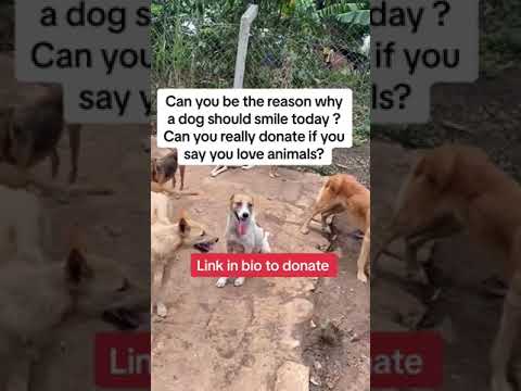 help and donate for these babies please #viraldog #dogslife #doglovers #viralvideo #dog #rescue