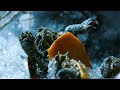 Painted Turtles Defrost Back to Life | Frozen Planet II | BBC Earth