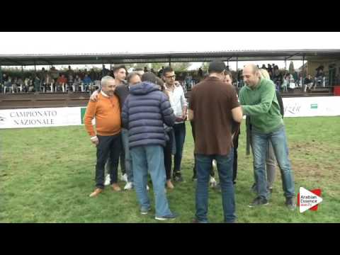 3rd Place N.67 ALIHANDRA NUR - Arezzo 2015 - Yearling Fillies Championship (Class 15)