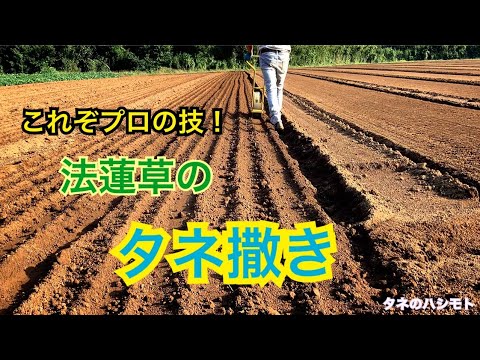 春に種や苗からほうれん草を播種するにはどうすればよいですか？何の品種ですか？  庭園