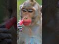 Monkey Makeup Viralvideo Funny Shorts Makeup