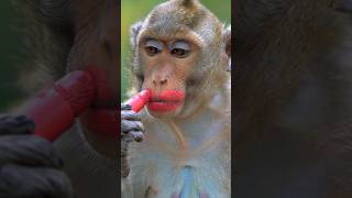 Download lagu Monkey makeup 🐵💄#viralvideo #funny #shorts #makeup mp3 Download lagu Monkey makeup 🐵💄#viralvideo #funny #shorts #makeup mp3