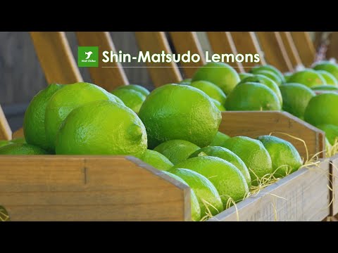 Shin-Matsudo Lemons: Simply the Zest!