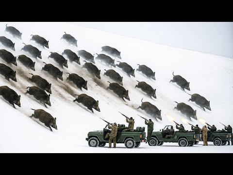 BEST WINTER WILD BOAR HUNTING – Brutal fight in the snow ❄️🐗