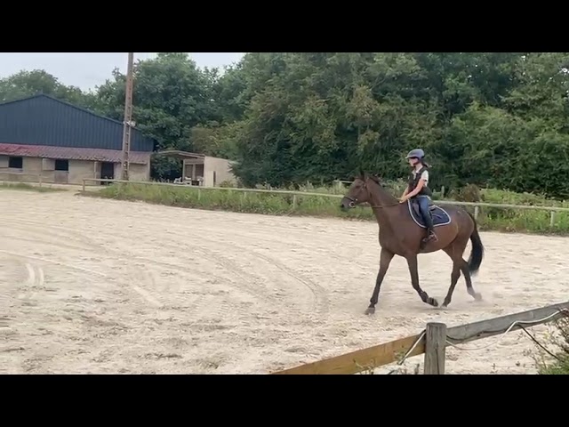 Ruin Andere paarden rassen Te koop 2012 Donker bruin / bai ,  MARESCA SORRENTO