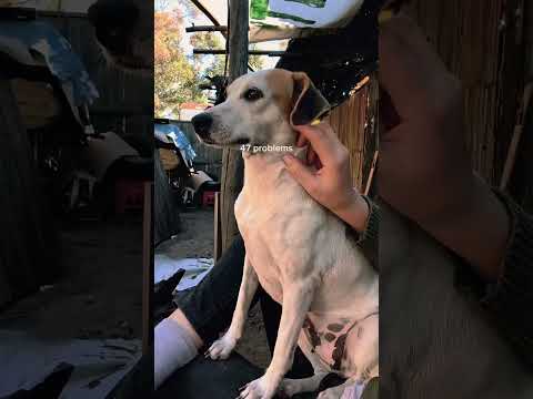 Chispita en adopción en el refugio De Paso Patitas. Saladas, Corrientes, Argentina