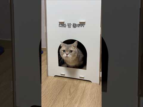 숨숨집에 짱 박힌 고양이 꺼내기