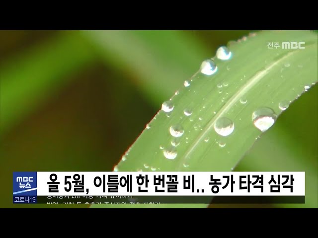 올 5월, 이틀에 한 번꼴 비 농가 타격 심각
