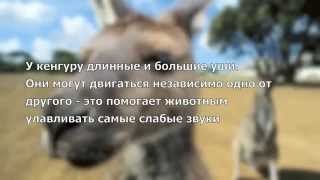 Загадочная Австралия...загадочный мир