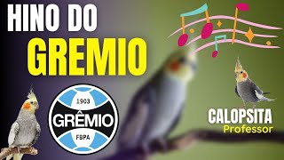 Hino do Gremio | Super Assobio Para ensinamento de Calopsita | Funciona de Verdade