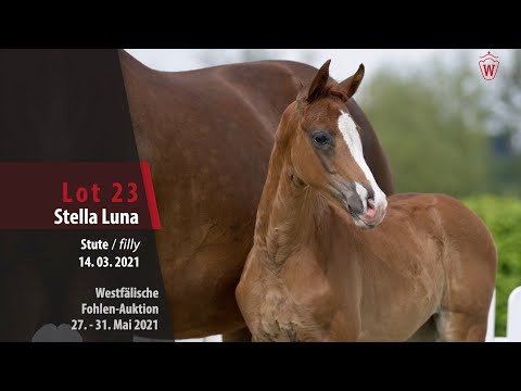 Westfälische Online Auktion-Fohlen Lot 23 Stella Luna Stute v. Sir Heinrich - Hochadel