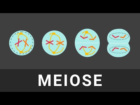 Meiose einfach und schnell erklärt | Alles fürs Abitur