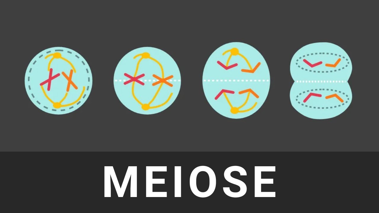 Meiose einfach erklärt – Erklärvideo