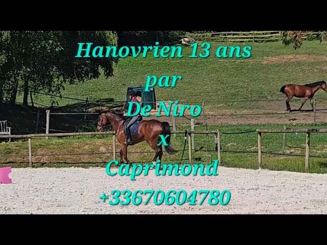 Joli Hanovrien 