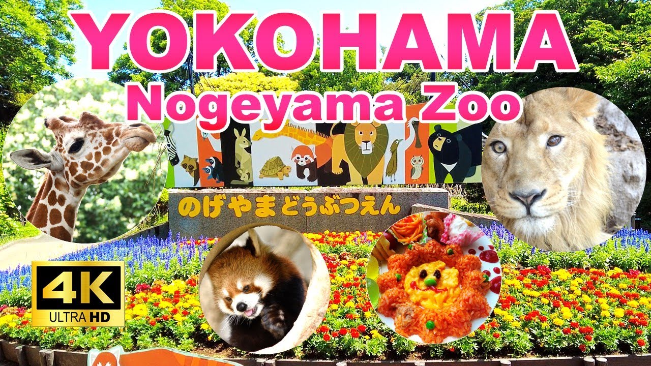 Embark on an exciting virtual adventure through Nogeyama Zoo!
