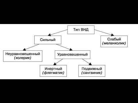 35. Фаза и тип нервной системы.