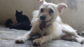 triquis triquis 🐕 jugando con sus hermanitos peluditos es un travieso